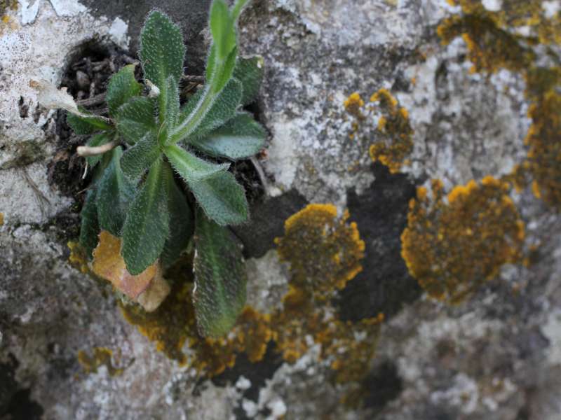 Da determinare 1 - Arabis sp.